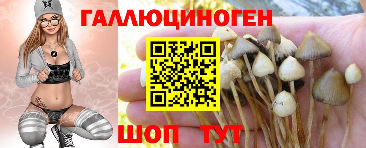 Галлюциногенные грибы GOLDEN TEACHER  Вход с VPN  Луга  Псилоцибиновые грибы мицелий 